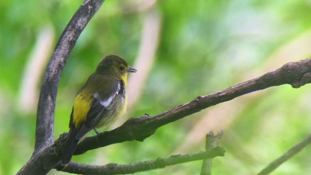 Green-backed Flycatcher - ML342668941