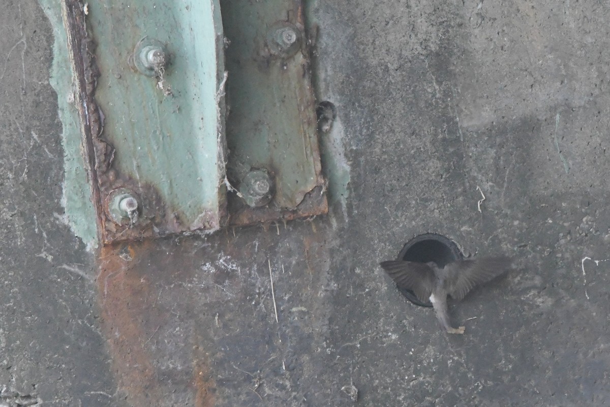 Northern Rough-winged Swallow - ML342669061