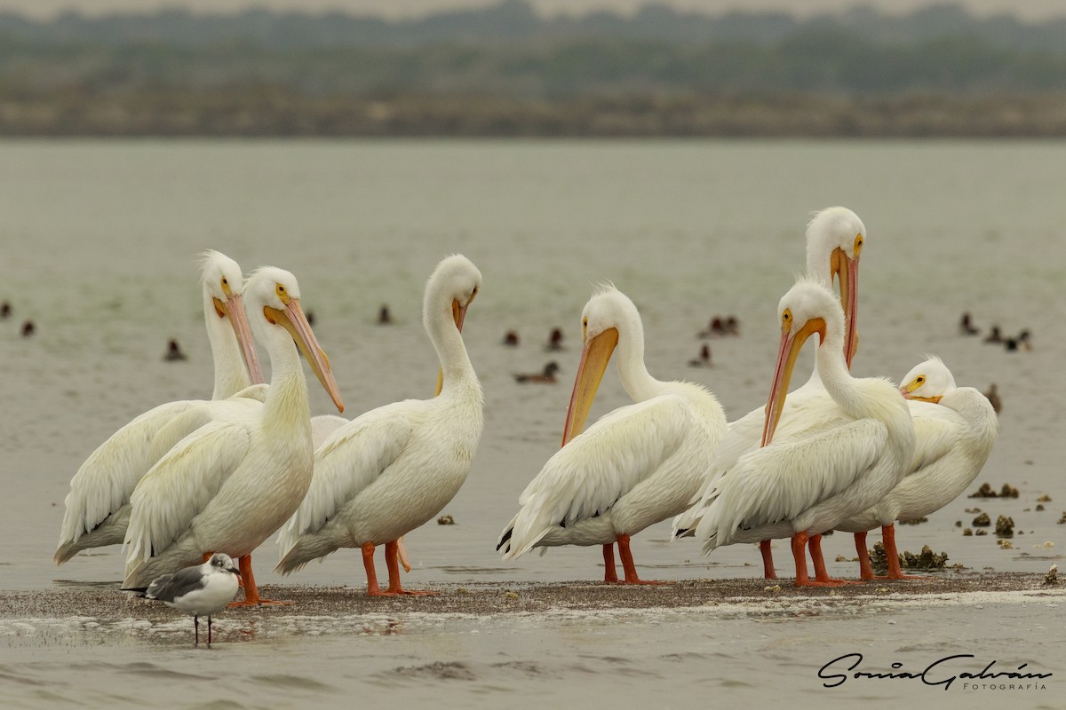 American White Pelican - ML342669131