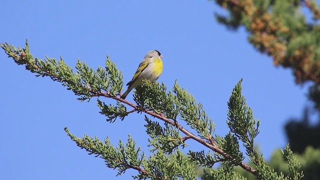 Lawrence's Goldfinch - ML342669181