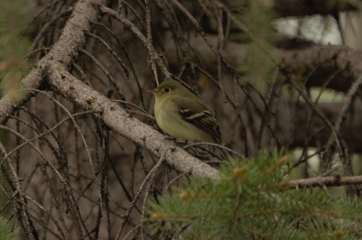 Yellow-bellied Flycatcher - ML342669231