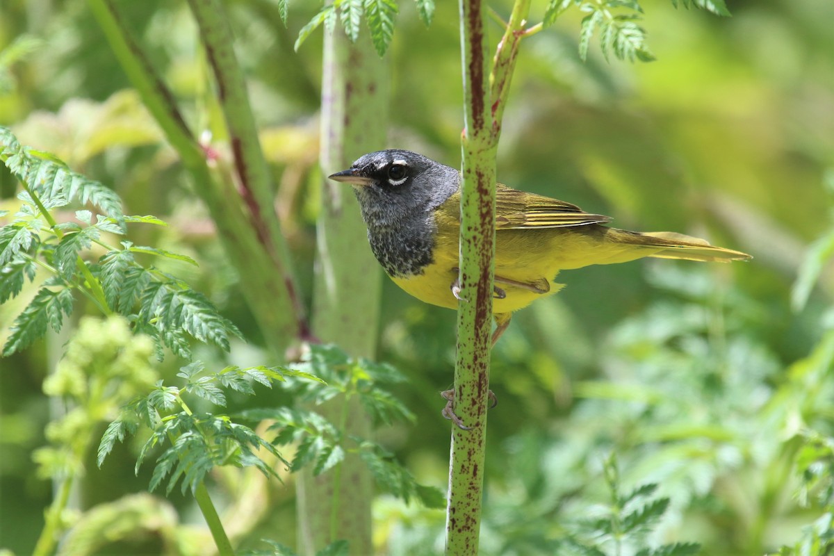 MacGillivray's Warbler - ML342670081