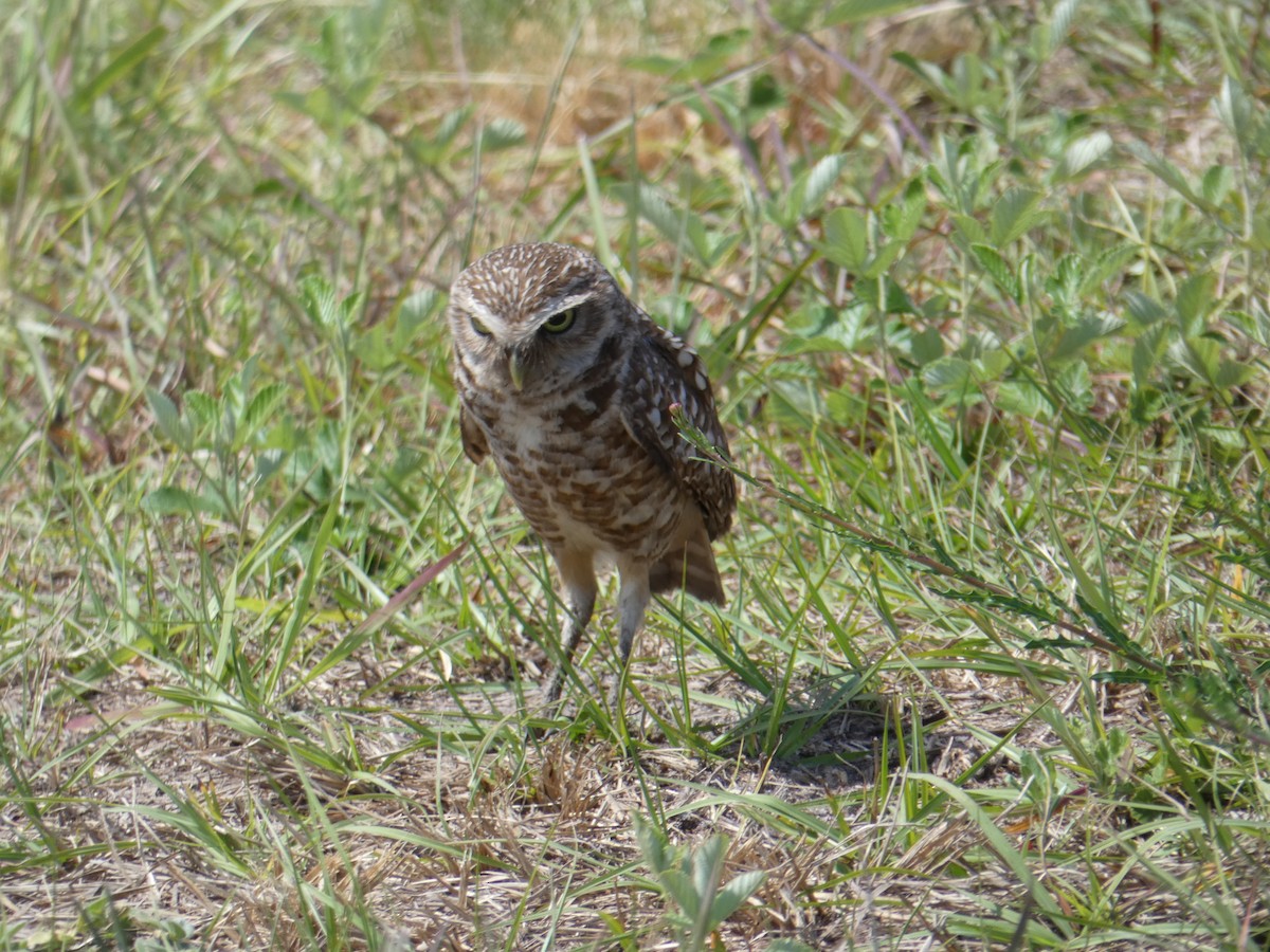 Burrowing Owl - Buddy Sessoms