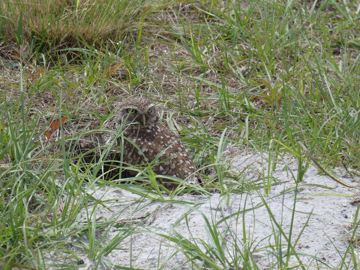 Burrowing Owl - Buddy Sessoms