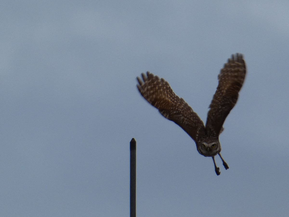 Burrowing Owl - ML342670581