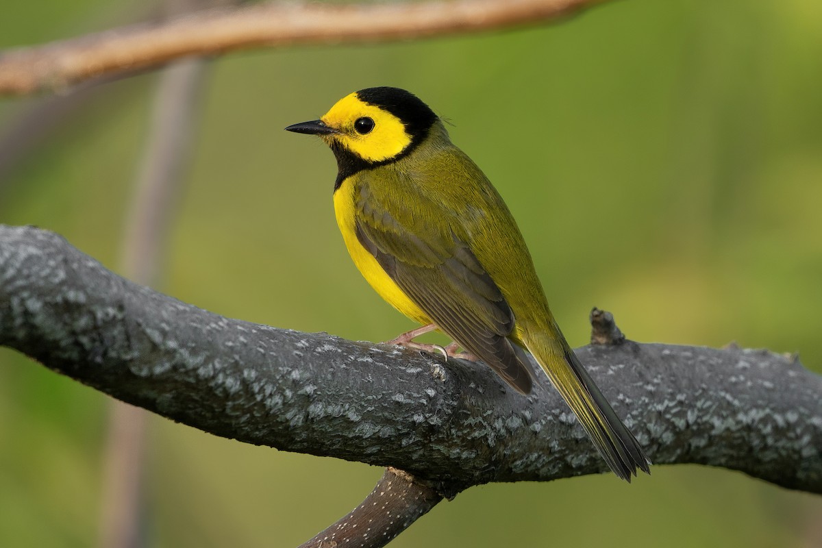 Hooded Warbler - ML342670681