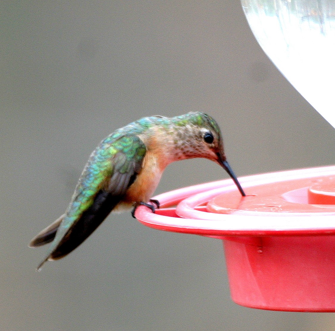 Broad-tailed Hummingbird - ML342671151