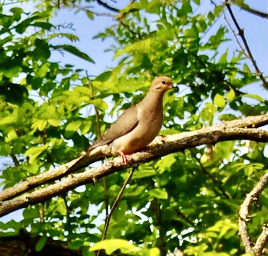 Mourning Dove - ML342671681