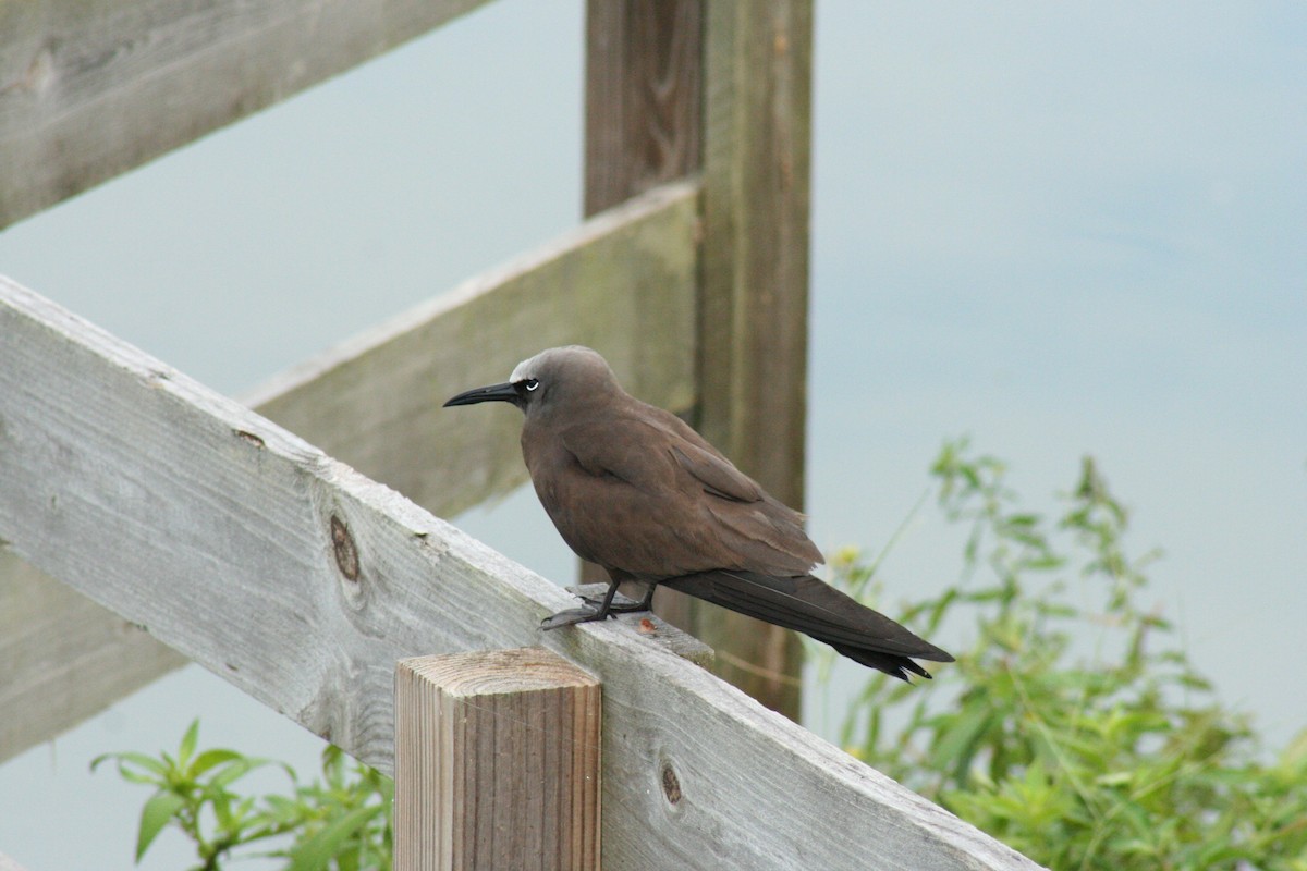 Brown Noddy - ML34267171