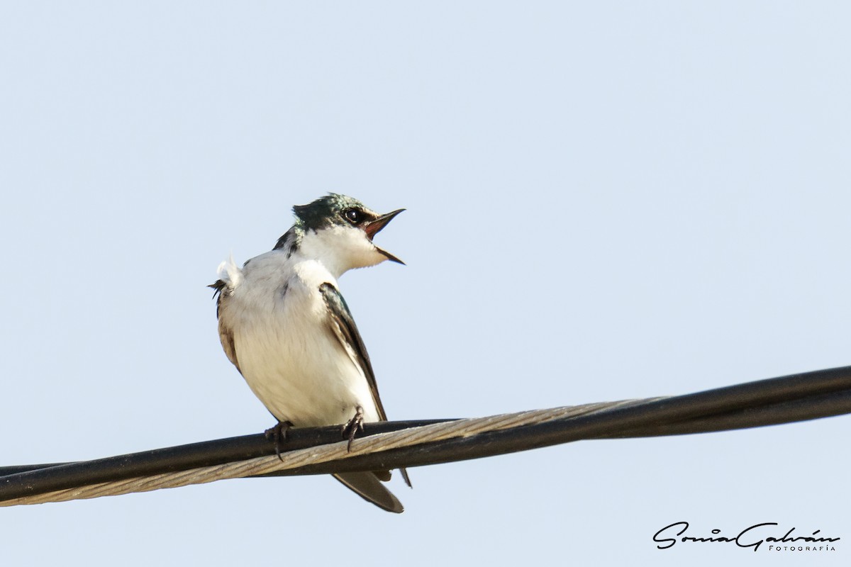 Golondrina de Manglar - ML342671771