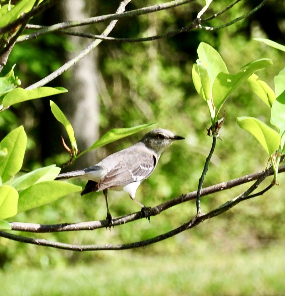 Northern Mockingbird - ML342671901