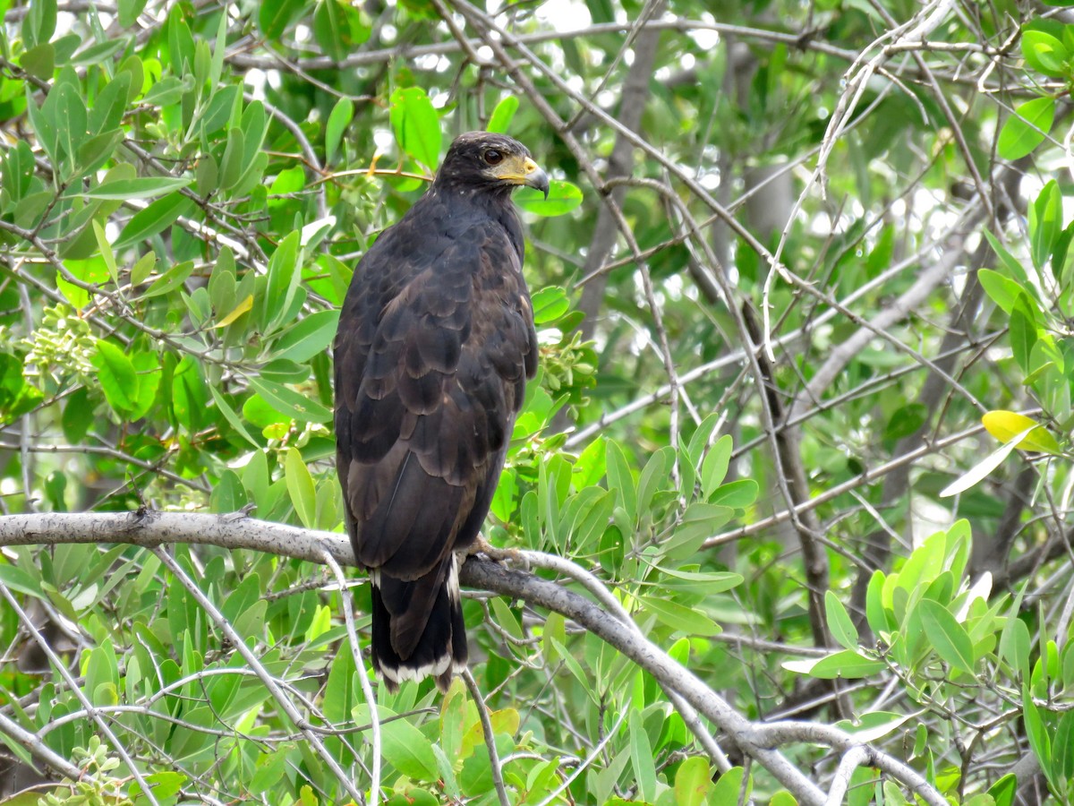 Common Black Hawk - ML34267231