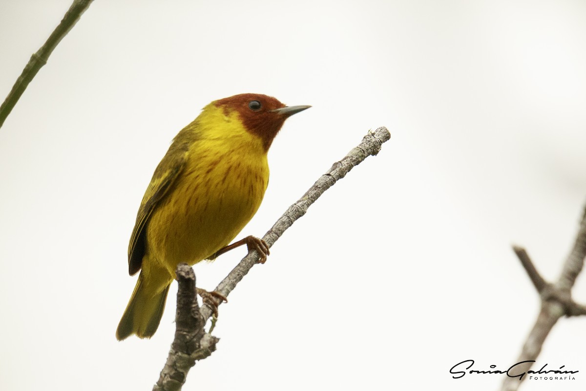 Yellow Warbler - Sonia Galván