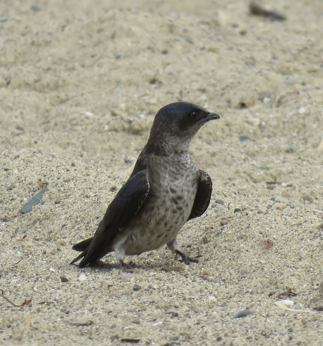 Purple Martin - Beth Noren