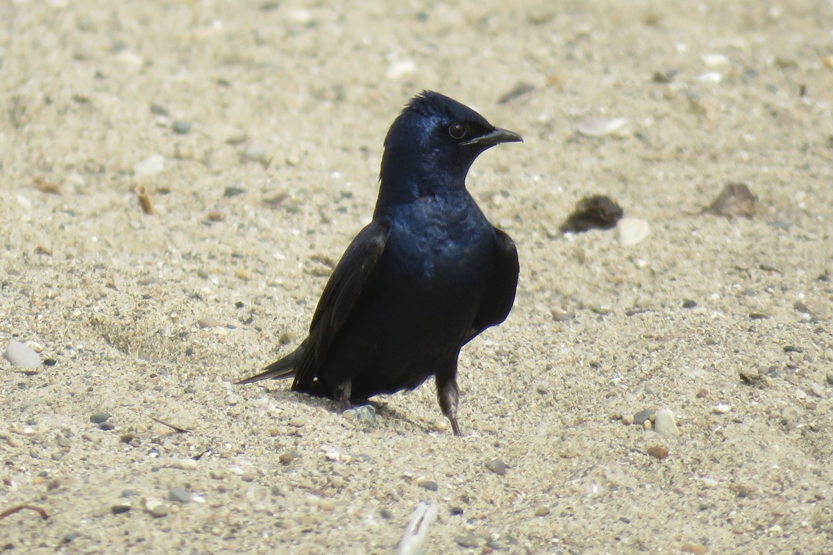 Purple Martin - ML342672891