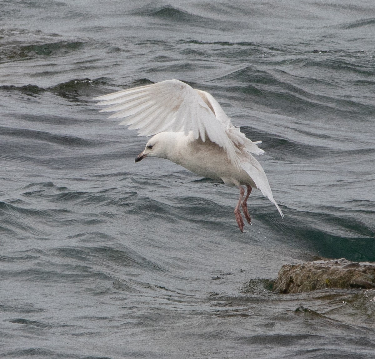 Iceland Gull - ML342673161