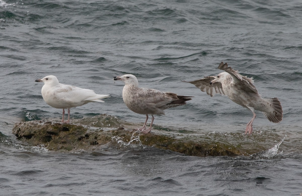 Iceland Gull - ML342673181