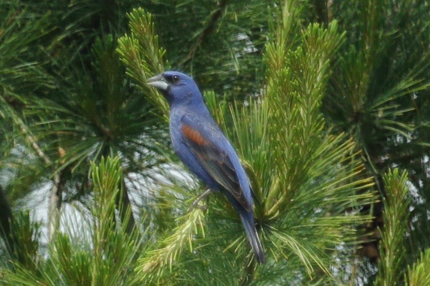 Blue Grosbeak - ML342673621