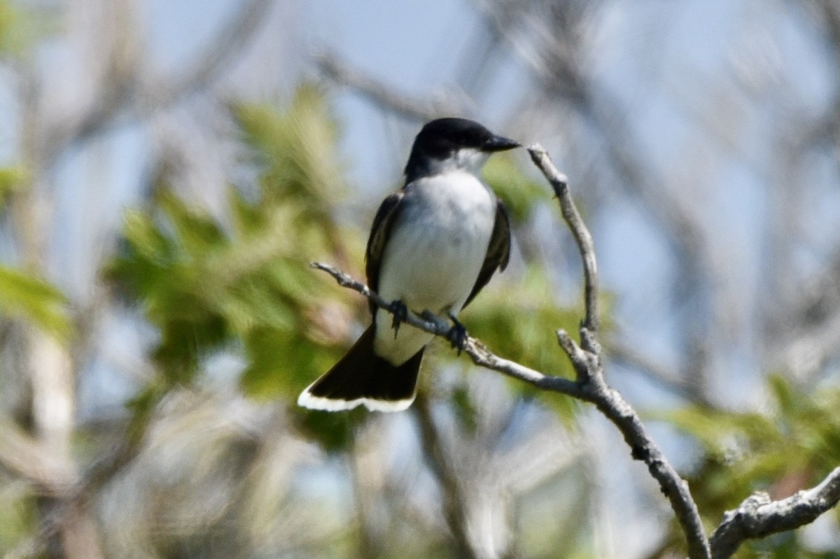 Eastern Kingbird - ML342674131