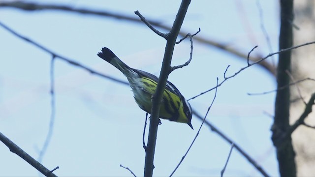 Magnolia Warbler - ML342674841