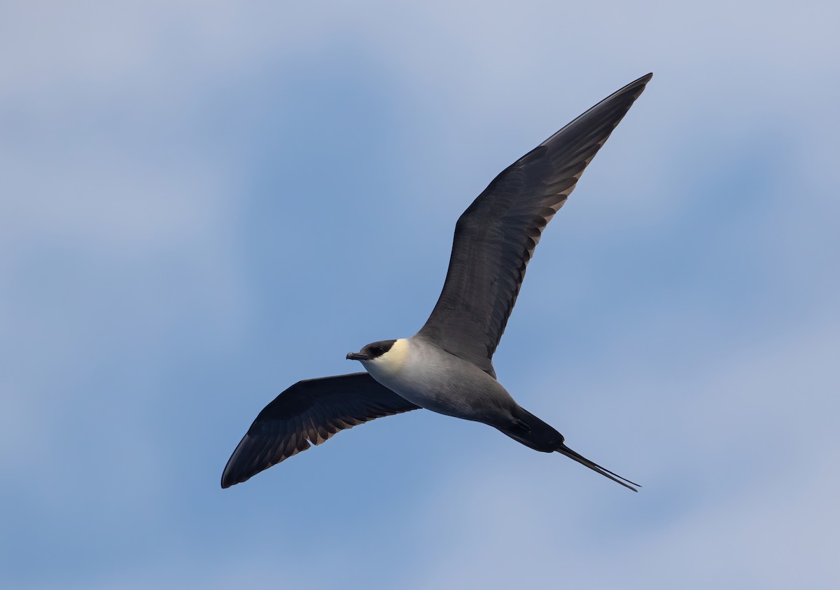 Long-tailed Jaeger - George Armistead | Hillstar Nature