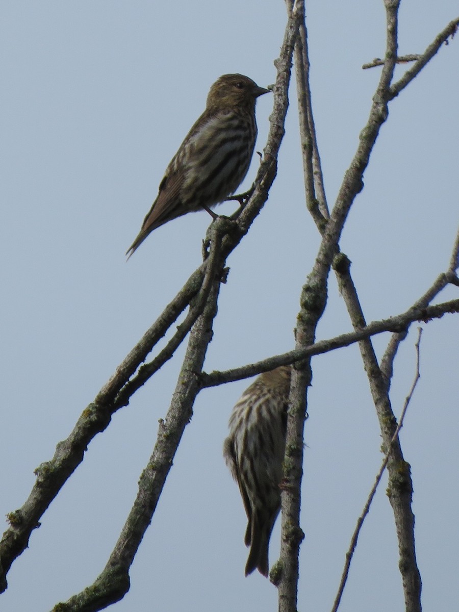 Pine Siskin - ML342676961