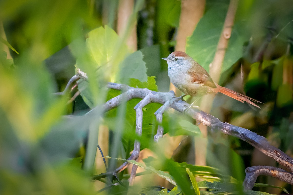 Pale-breasted Spinetail - ML342677421