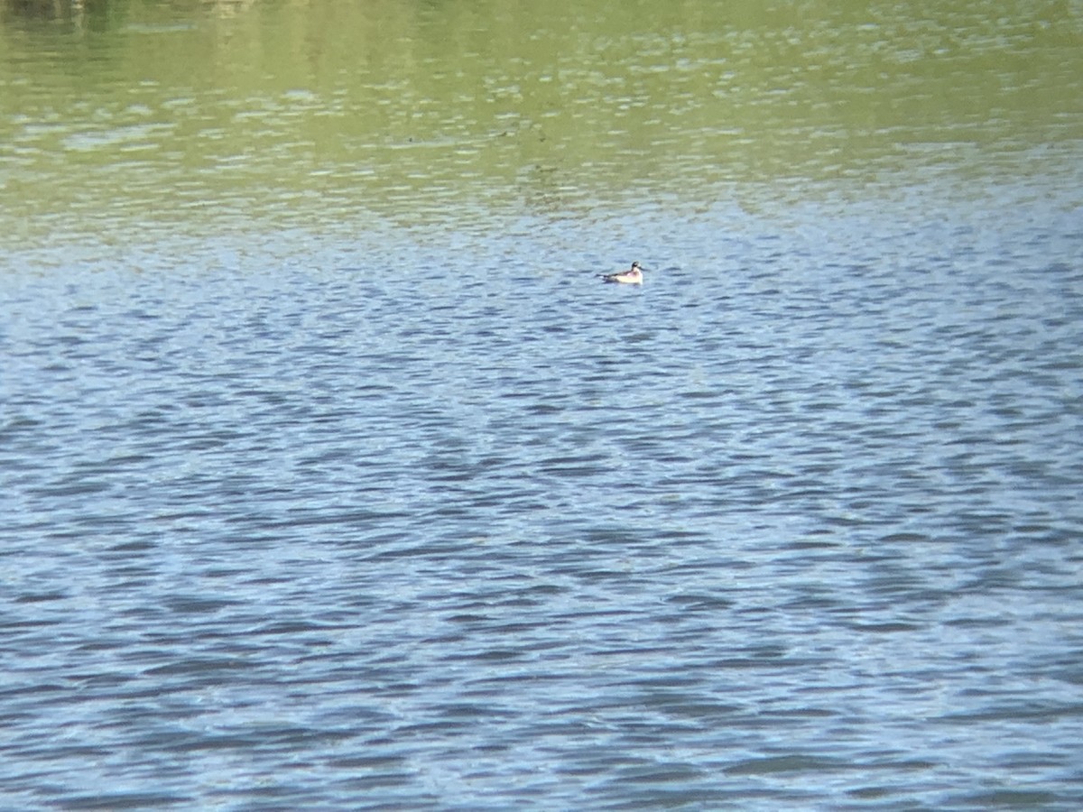 Phalarope à bec étroit - ML342677621