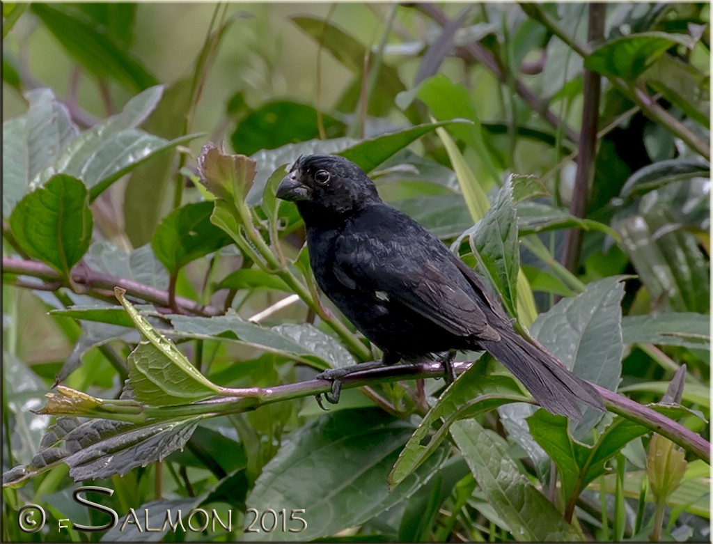 Variable Seedeater - Frank Salmon