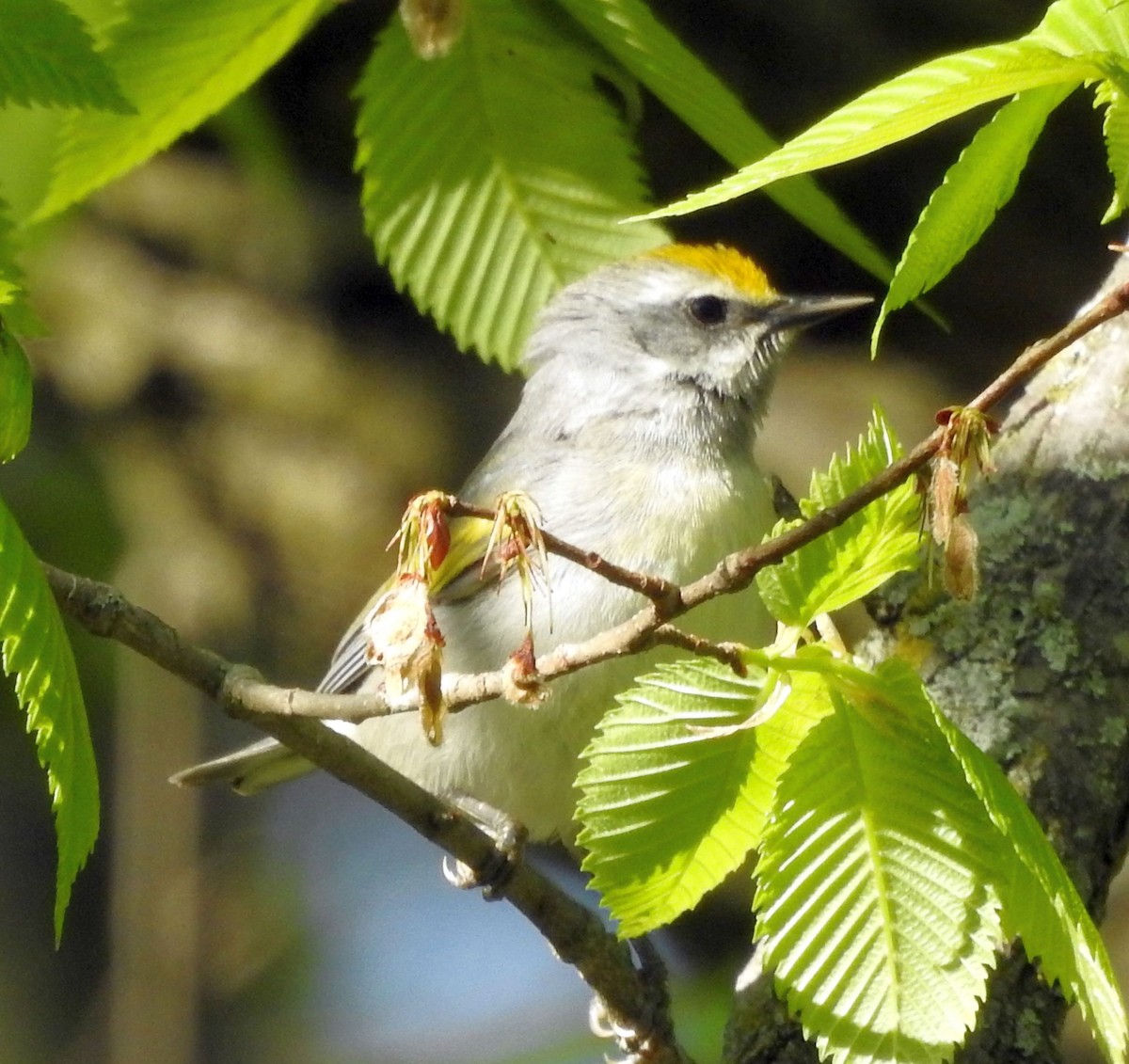 Golden-winged Warbler - ML342681031