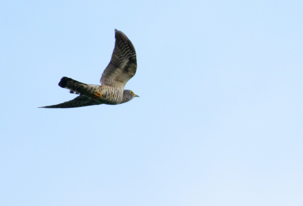 Indian Cuckoo - ML342681511