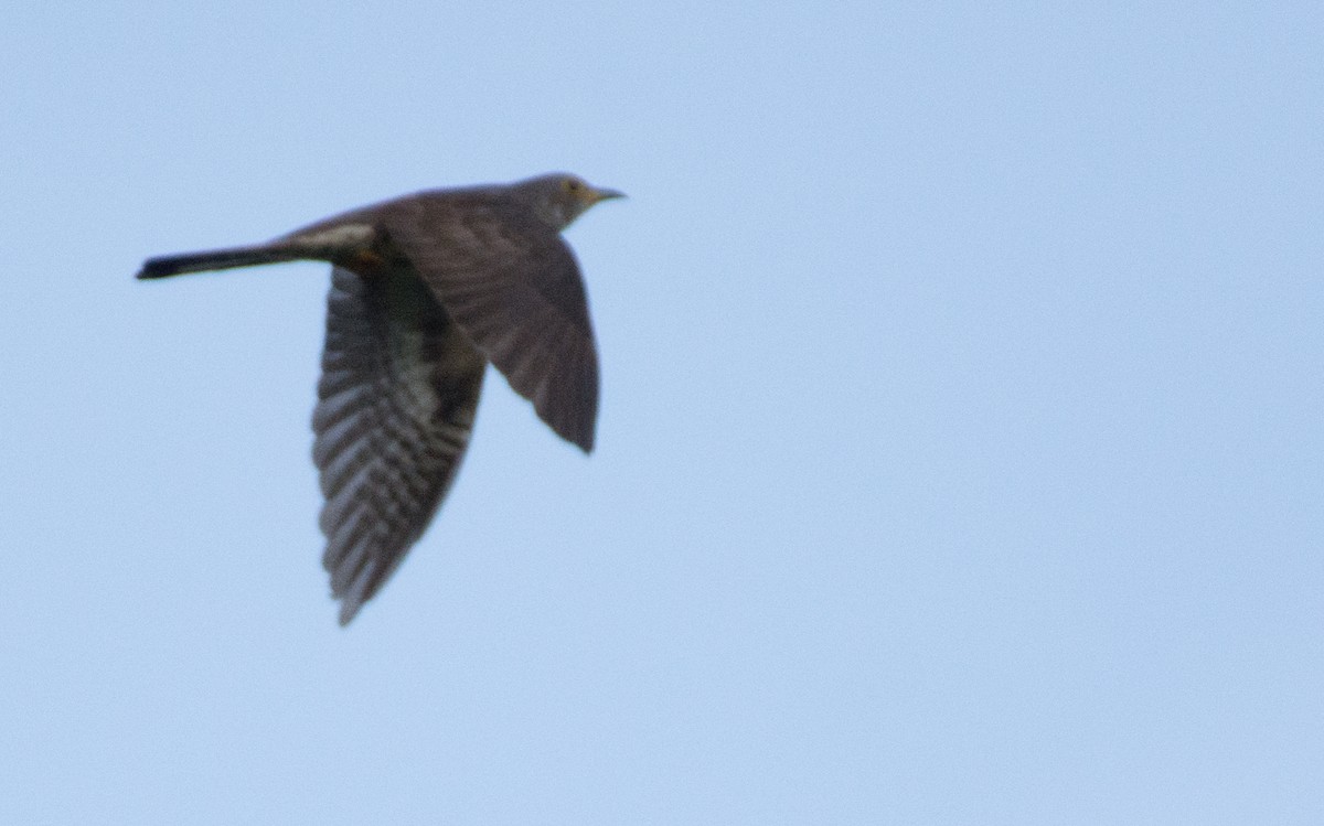 Indian Cuckoo - ML342681561