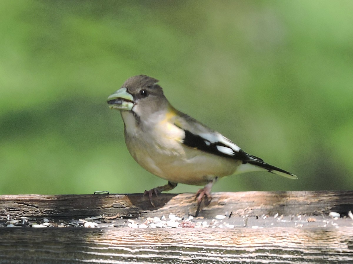 Evening Grosbeak - ML342684471