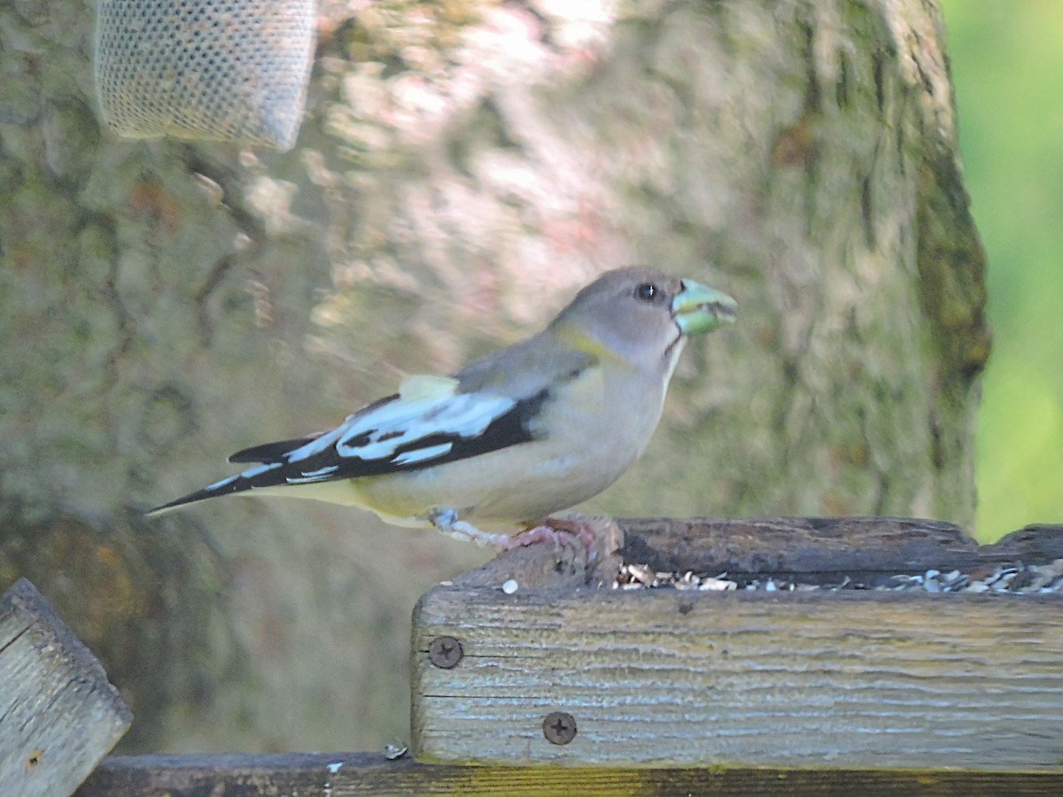 Evening Grosbeak - ML342684581