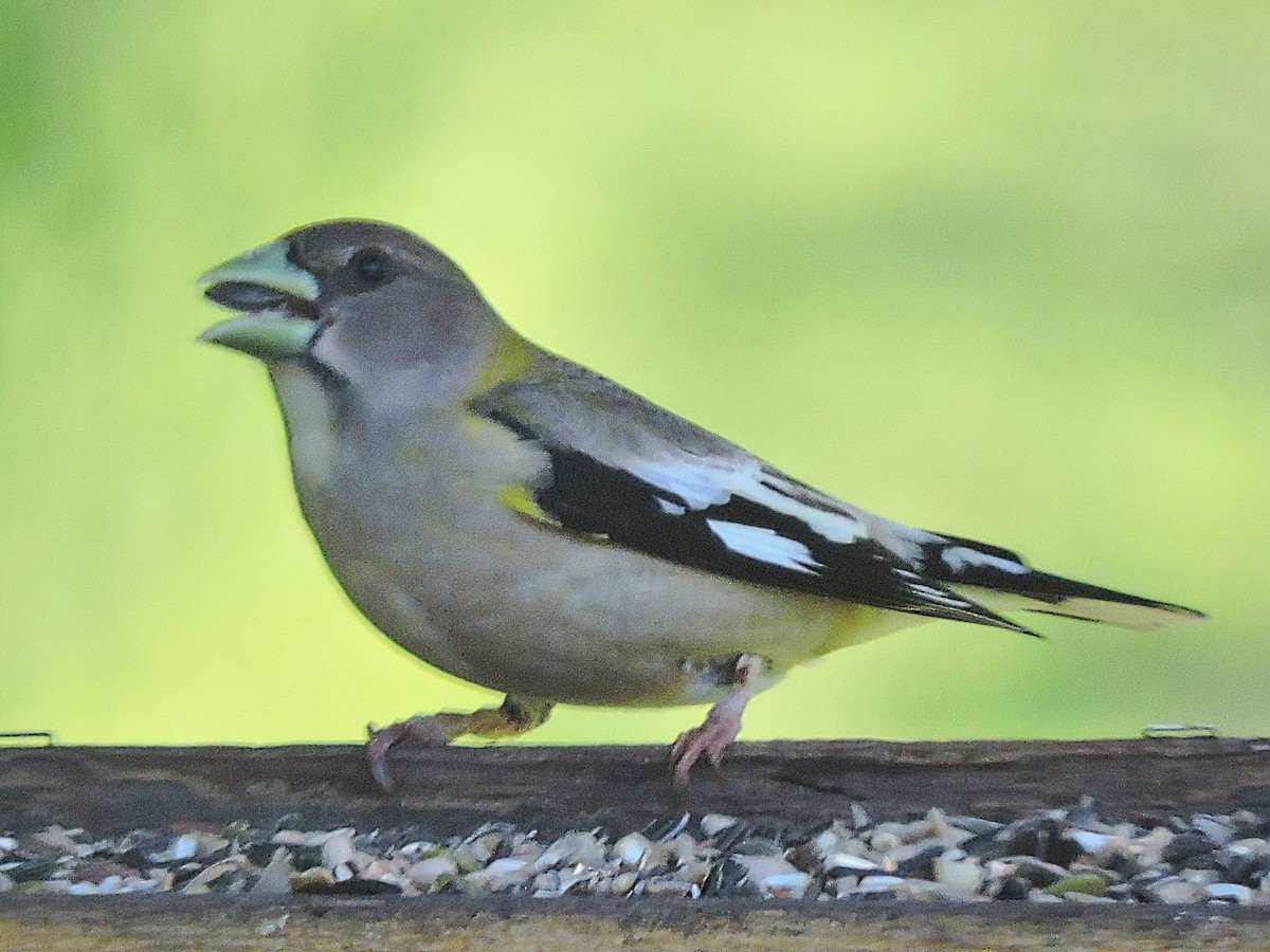 Evening Grosbeak - ML342684821