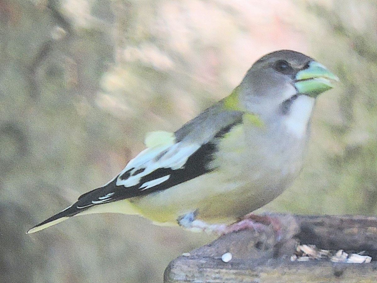 Evening Grosbeak - ML342684841