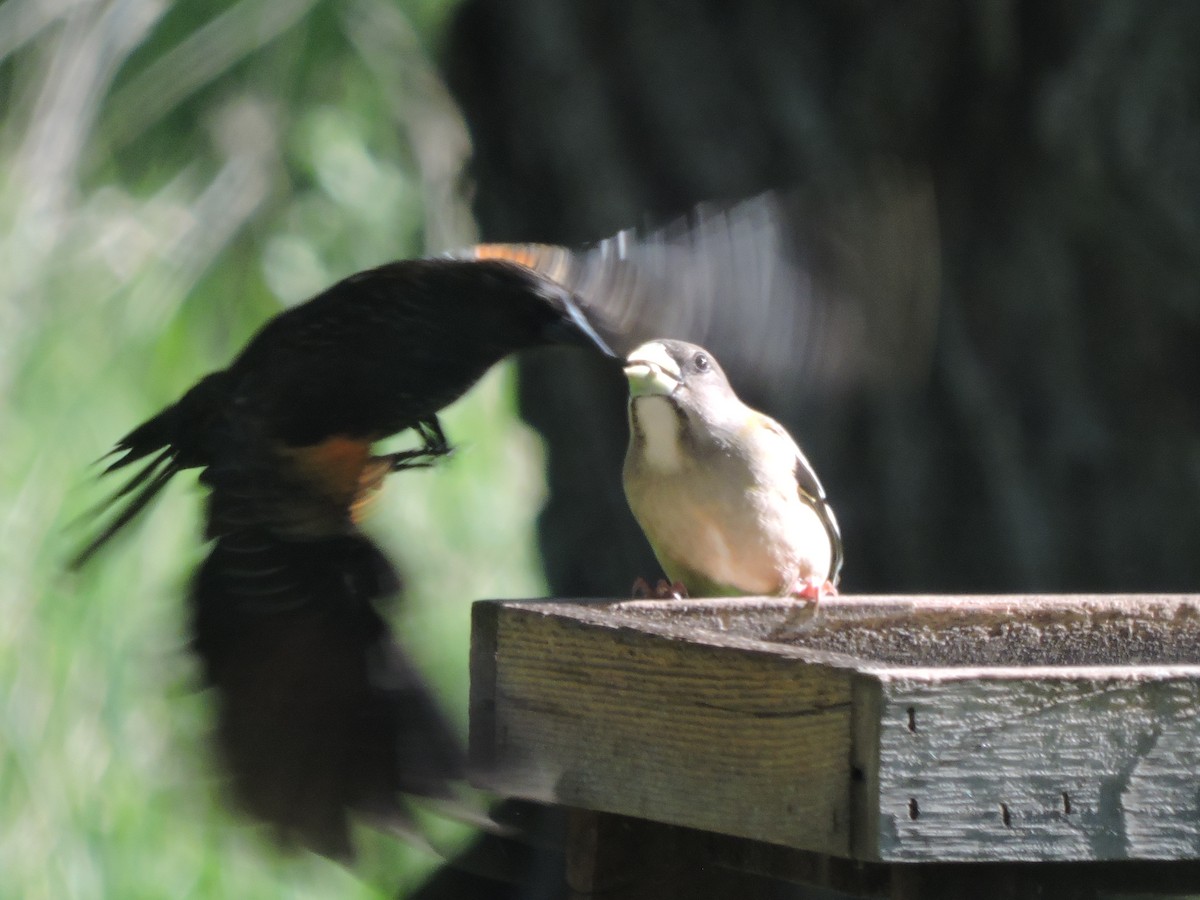 Evening Grosbeak - ML342685051