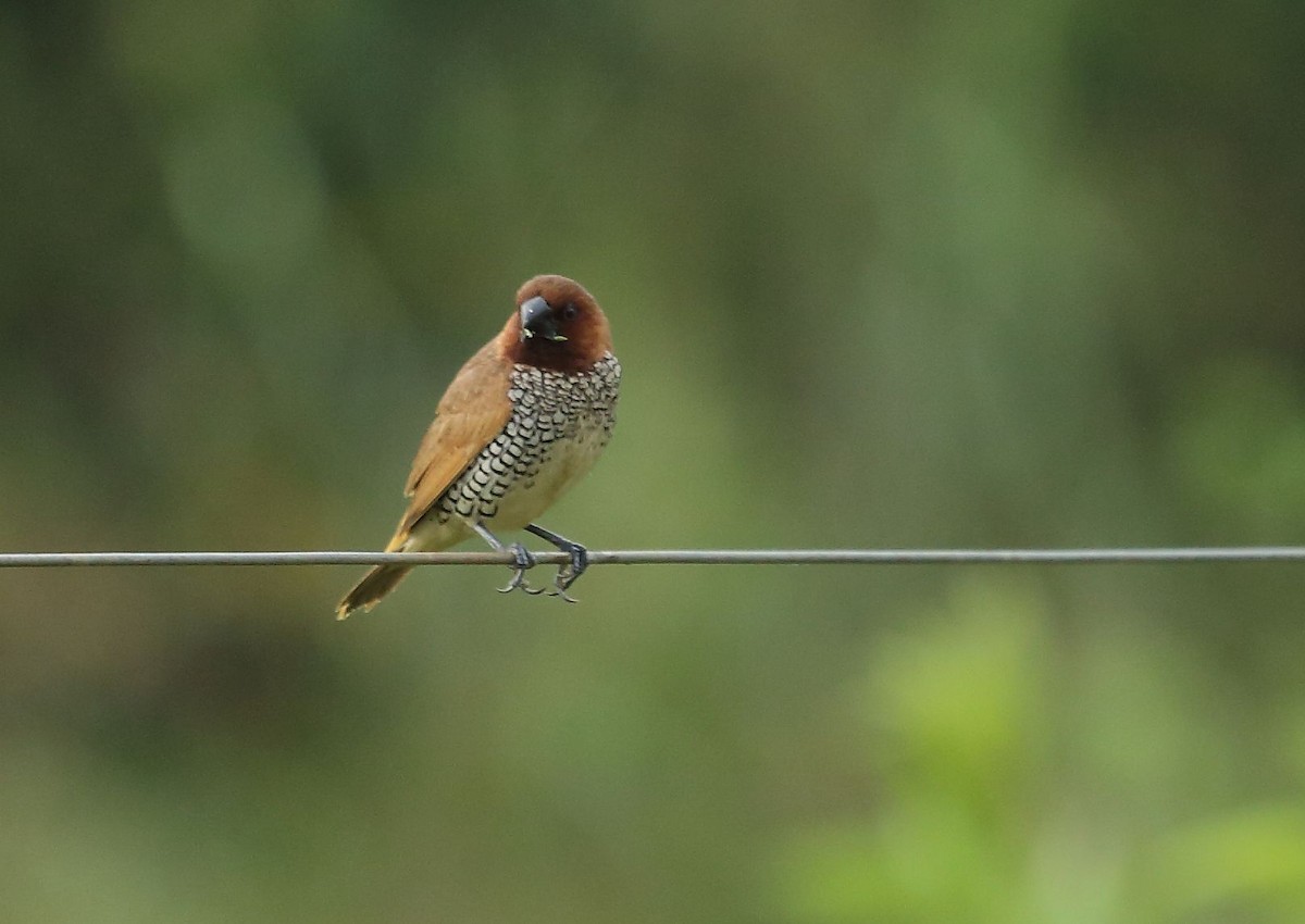 Scaly-breasted Munia - ML34268711