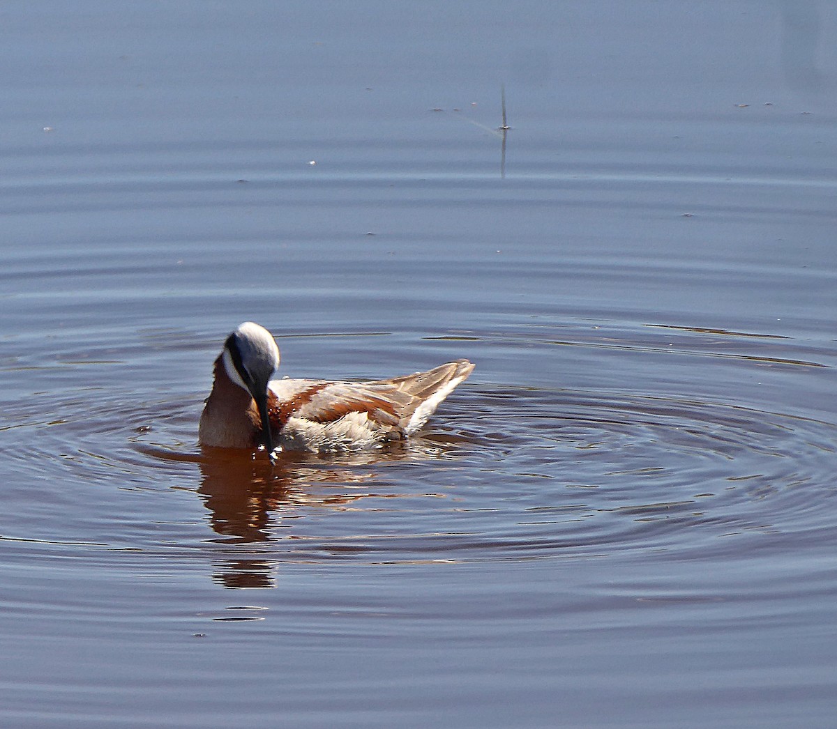 Wilson's Phalarope - ML342688901