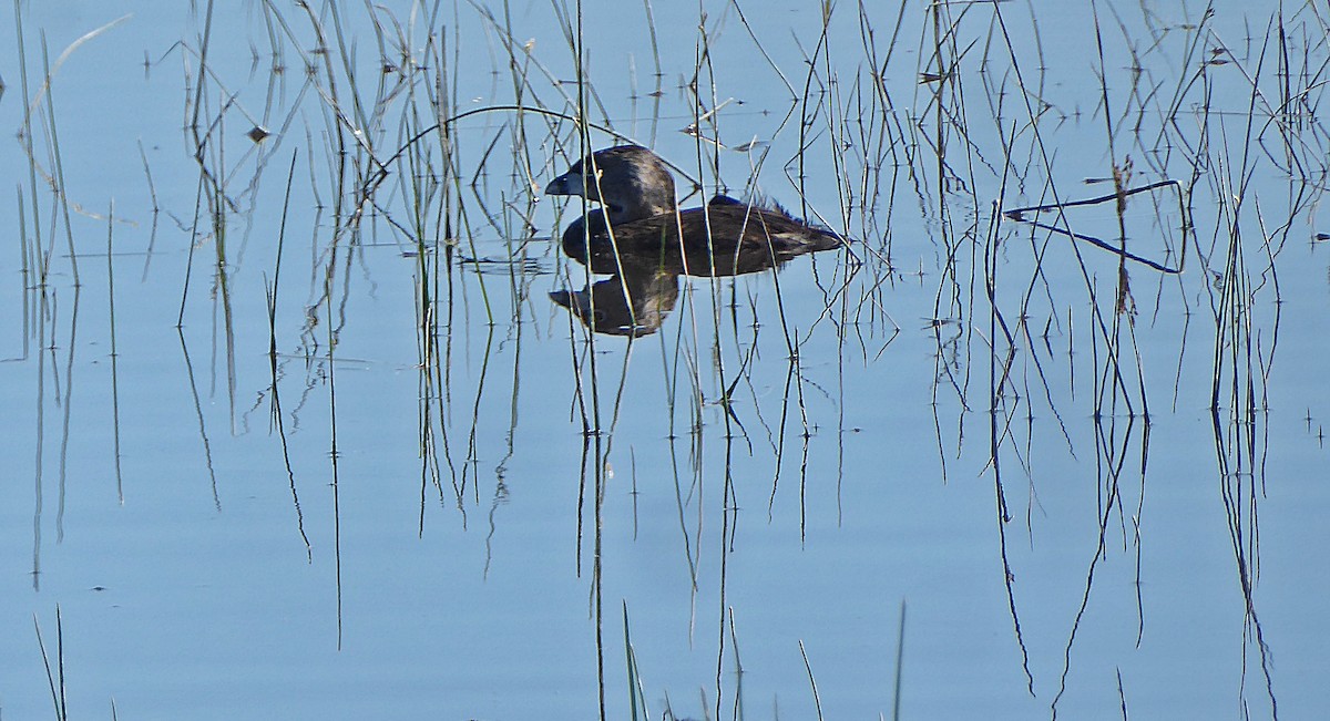 Pied-billed Grebe - ML342689301