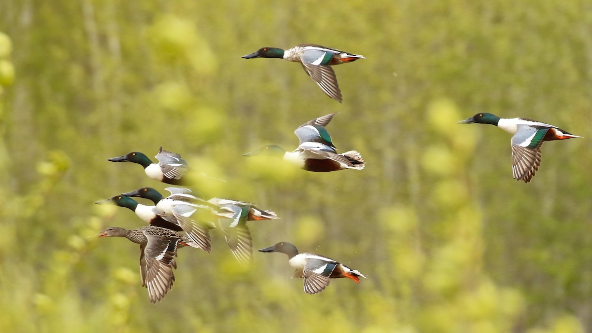 Northern Shoveler - ML342690581