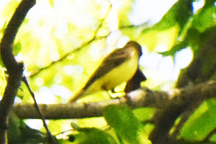 Great Crested Flycatcher - ML342691991