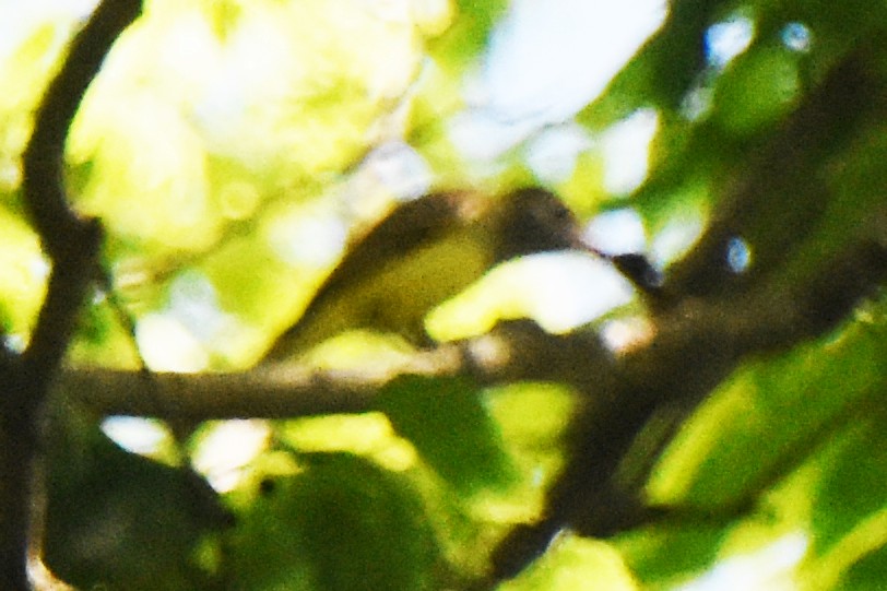 Great Crested Flycatcher - ML342692011