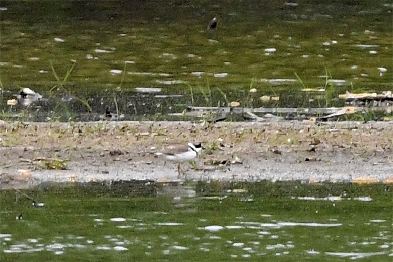 Semipalmated Plover - ML342692401