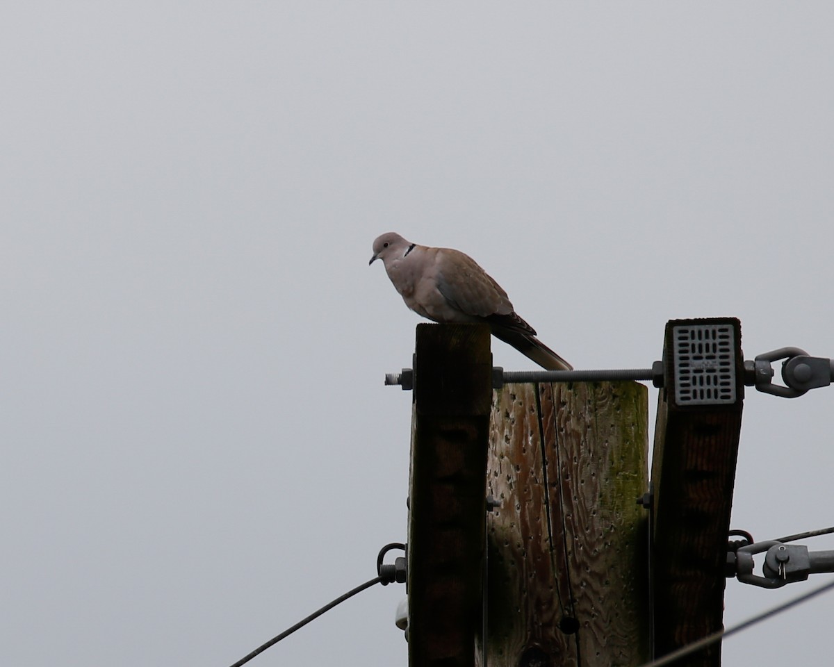 Eurasian Collared-Dove - Molly Elizabeth