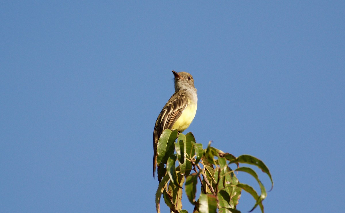 Great Crested Flycatcher - ML34269621