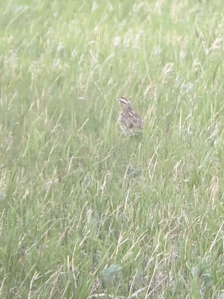 Western Meadowlark - ML342696441
