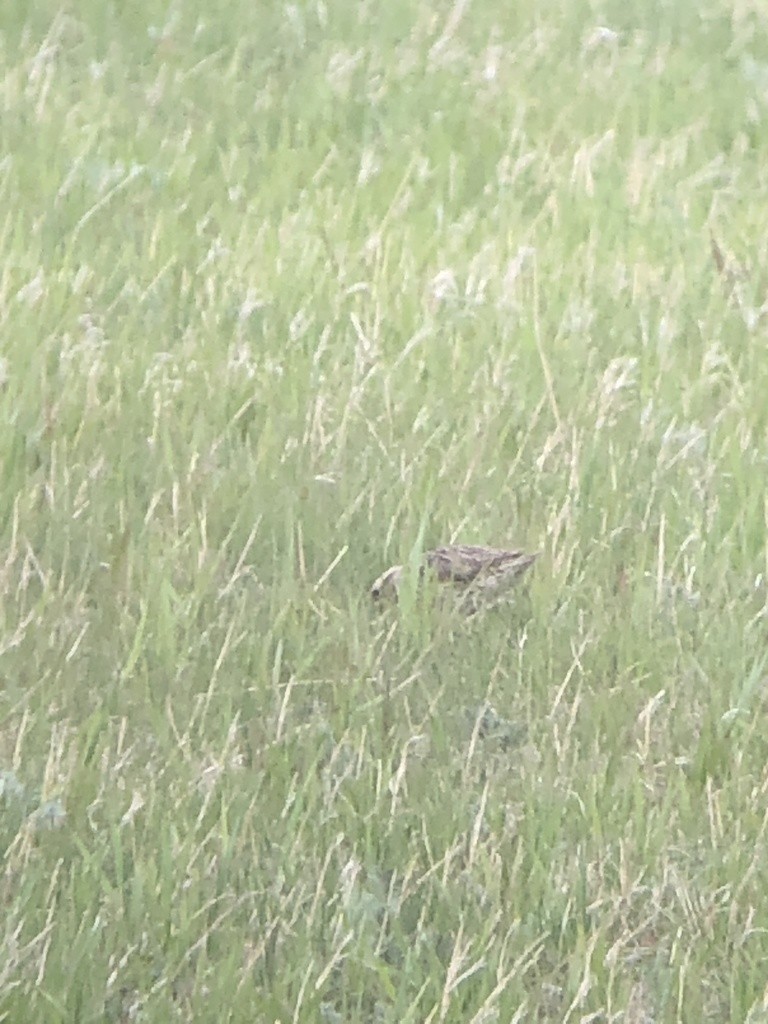 Western Meadowlark - ML342696461