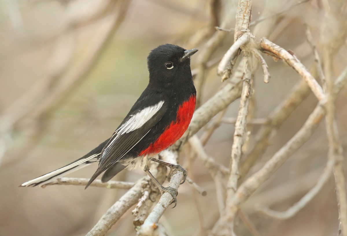 Painted Redstart - Ryan Schain