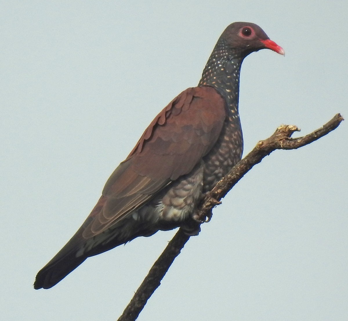 Scaled Pigeon - ML342696931